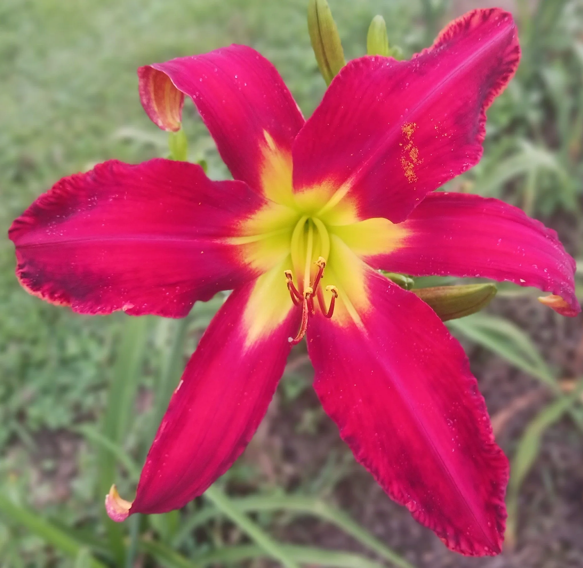 Hillsdale Lily Garden Gift Card — Hillsdale Lily Garden
